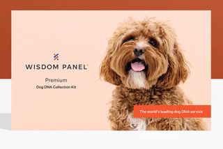 بہترین کتے کے ڈی این اے ٹیسٹ 2020 بہترین کتے کی صحت اور نسب کی اسکریننگ کٹس تصویر 1۔