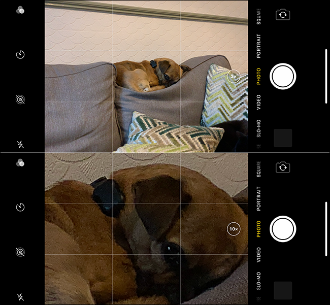 Esempio di una cattiva immagine zoom di un cane su un iPhone.