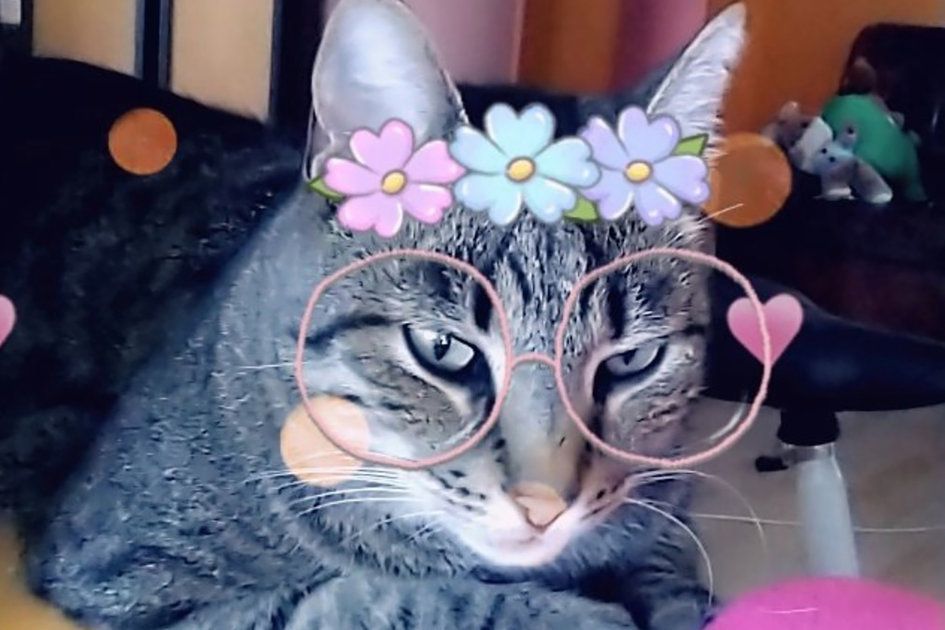 La selfie perfecta: los filtros de Snapchat ahora funcionan en gatos