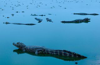 Зашеметяващи снимки от The Nature Conservancy 2018 Global Photo Contest Изображение 7