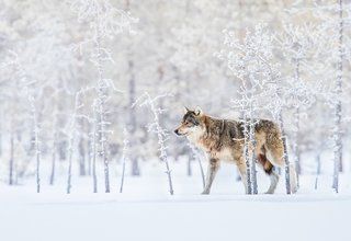 Fotos impressionantes da The Nature Conservancy 2018 Global Photo Contest photo 13