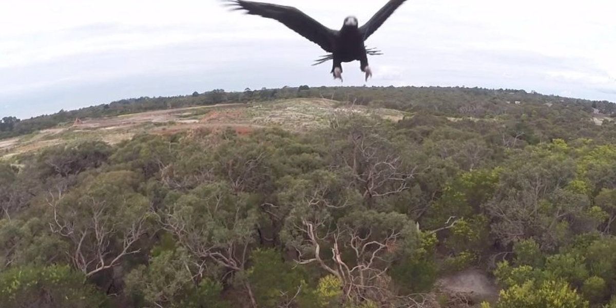 Najlepšie videá na zastavenie šírenia dronov - útok orla, strieľanie z brokovnice, rybársky háčik a ďalšie