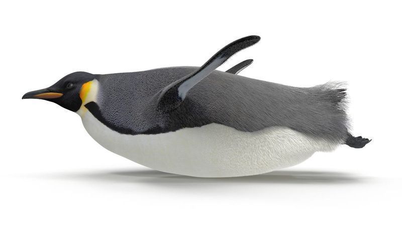 Пингвин који брзо клизи на стомаку