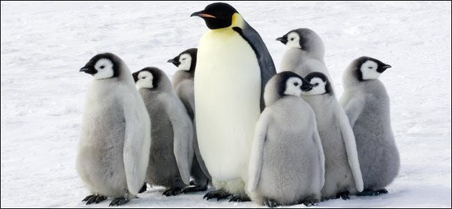 Un pinguin împărat cu copii în Antarctica.
