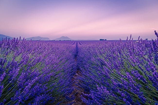 purpura ziedu lauks
