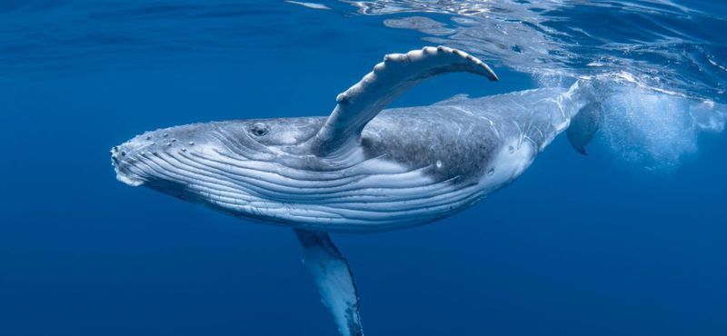 Què són les balenes en línia?