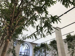 Um visual incrível dentro da nova loja da Apple Regent Street: árvores, mármore e uma abundância de funcionários