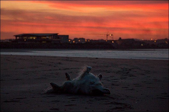 Un cane che rotola nella sabbia sulla spiaggia.