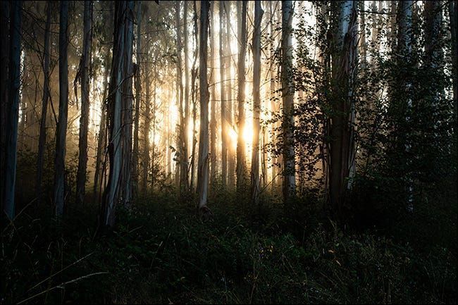 matahari terbit melalui pepohonan
