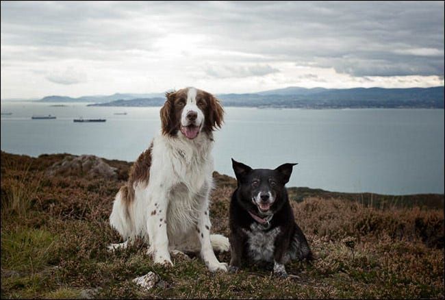 Divi suņi mierīgi sēž klints priekšā
