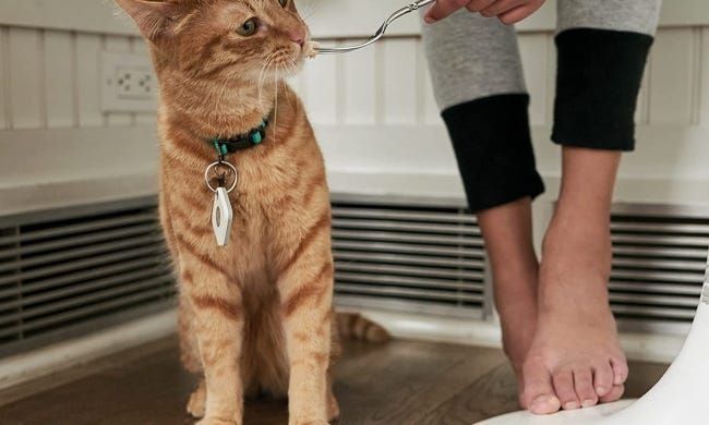 חתול עם אריח על הצווארון אוכל אוכל