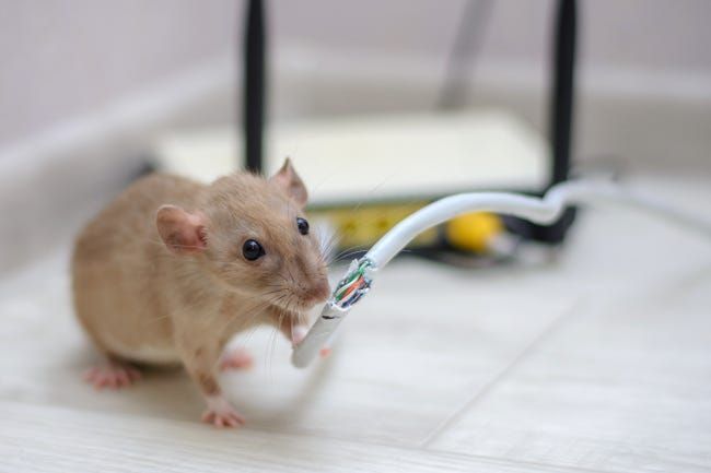 Maus kaut durch ein Ethernet-Kabel, das an einen Heimrouter angeschlossen ist