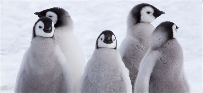 Pulcini di pinguino imperatore nella neve